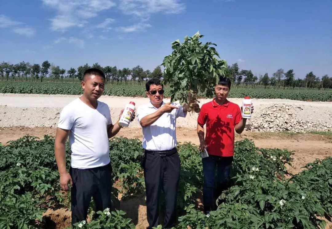 达科宁杀菌剂,达科宁百菌清杀菌剂