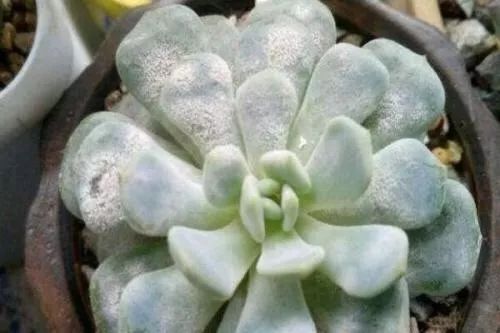 多肉山地玫瑰长了白粉病怎么办,山地玫瑰养花小知识