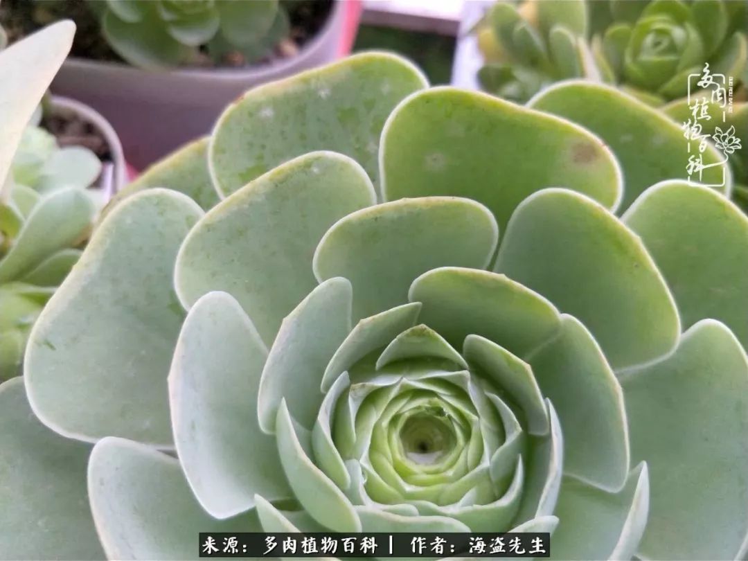 多肉山地玫瑰长了白粉病怎么办,山地玫瑰养花小知识