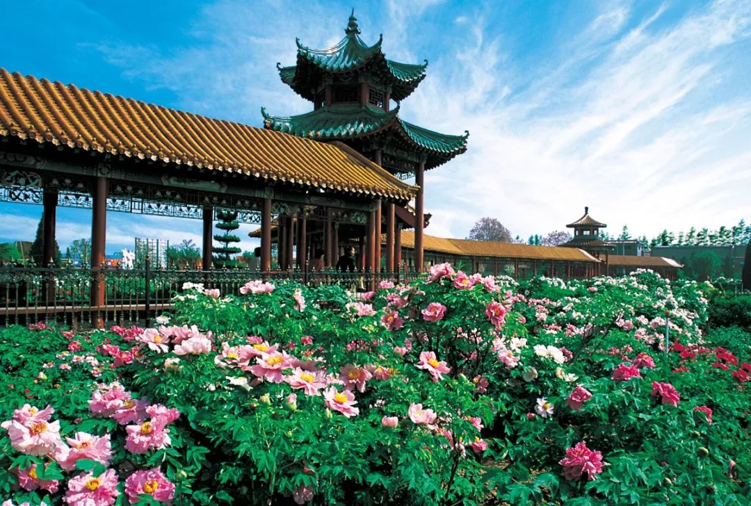 菏泽观赏牡丹花基地,菏泽牡丹花什么时候欣赏最好