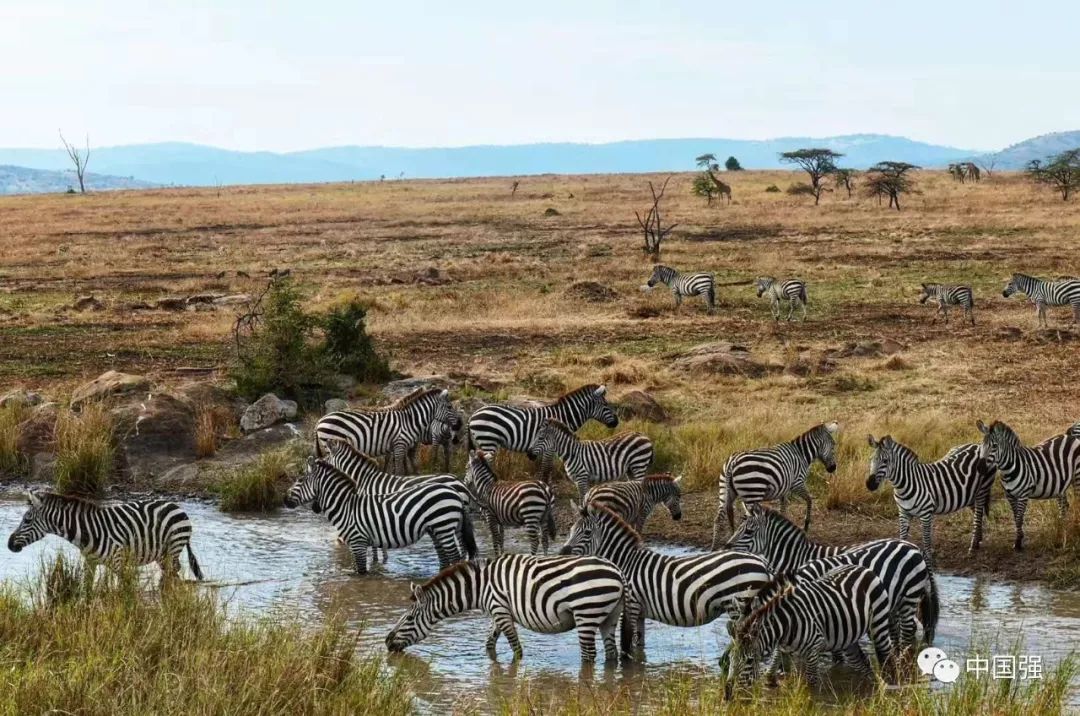 探索非洲动物世界|非洲—坦桑尼亚
