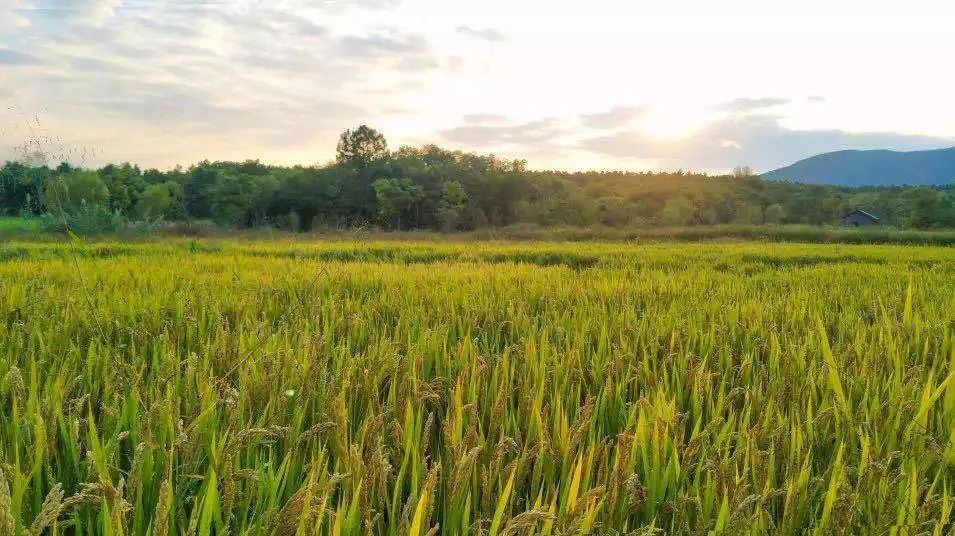 我爱种菜团队晓月种土豆的全过程,我爱种菜西兰花种植经验