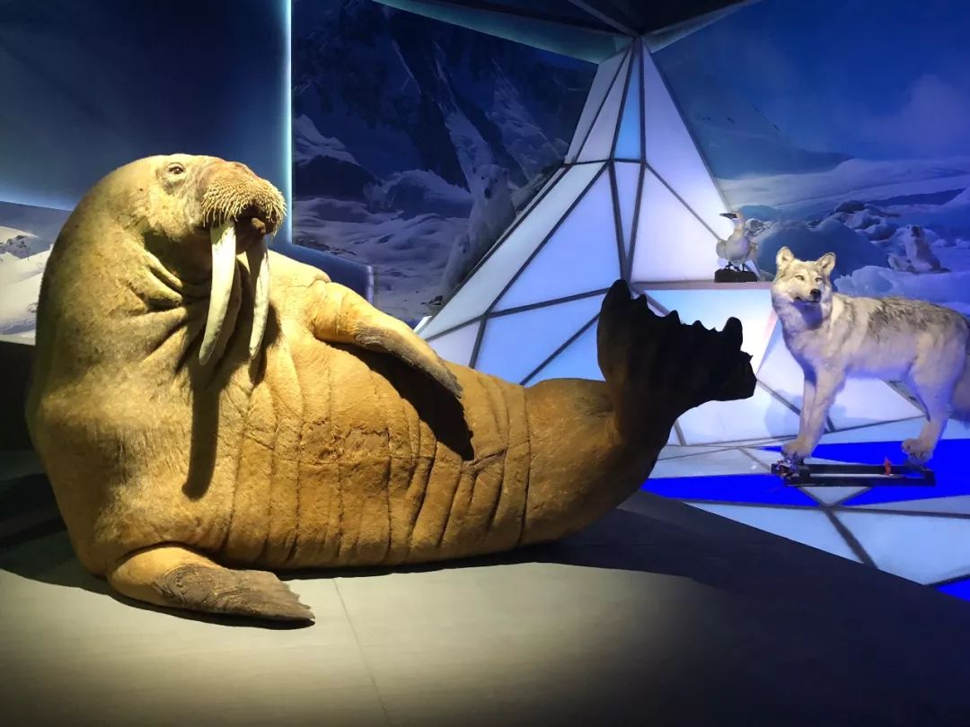 北京海洋博物馆海上故宫,国家海洋博物馆免费预约能看什么