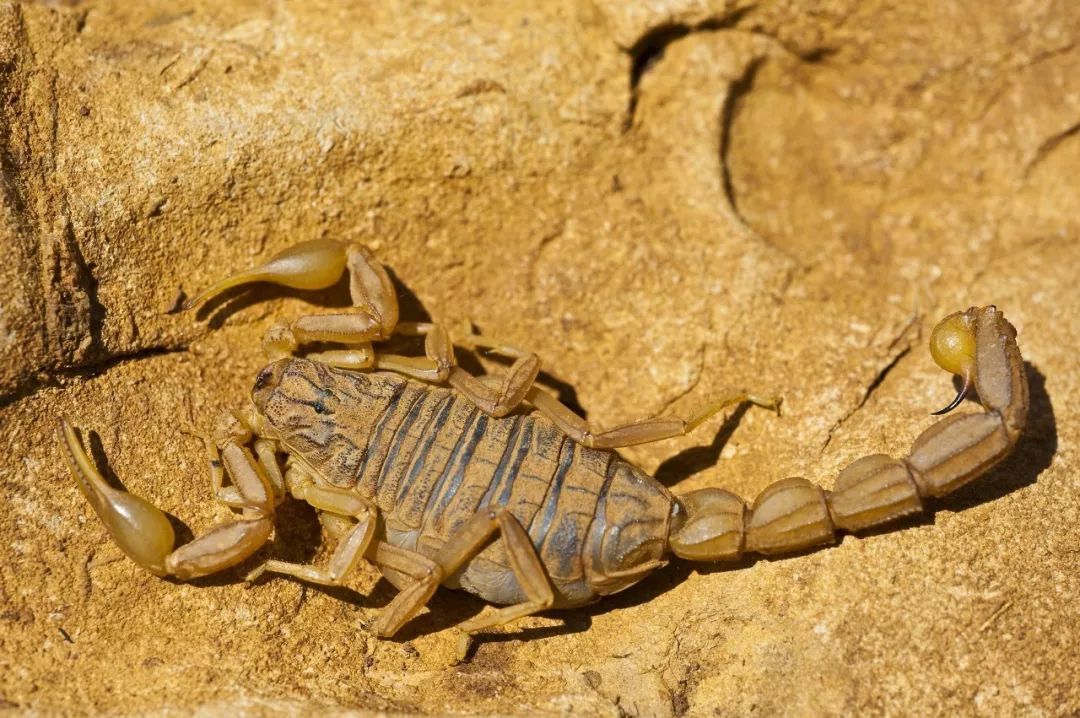 集结号你绝对不知道的军事细节,兵哥哥们集训遇歹徒追歹徒