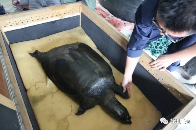 世界最孤独的中国神兽,全球十大孤独神兽