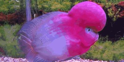 养罗氏虾经验,养罗非的正确方法和步骤