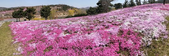 最值得去看的花海,最美花海邀您来赏