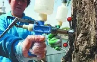 为了替你出气，我们给讨厌的杨柳絮来个“以暴制暴”