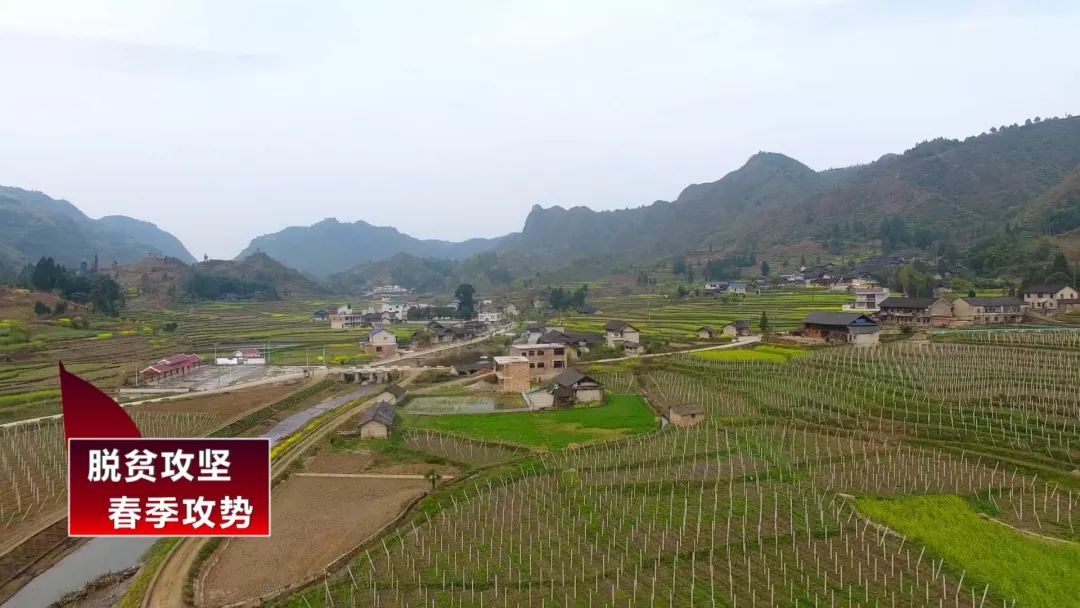 八月瓜，成为一碗水乡村民的增收“致富瓜”