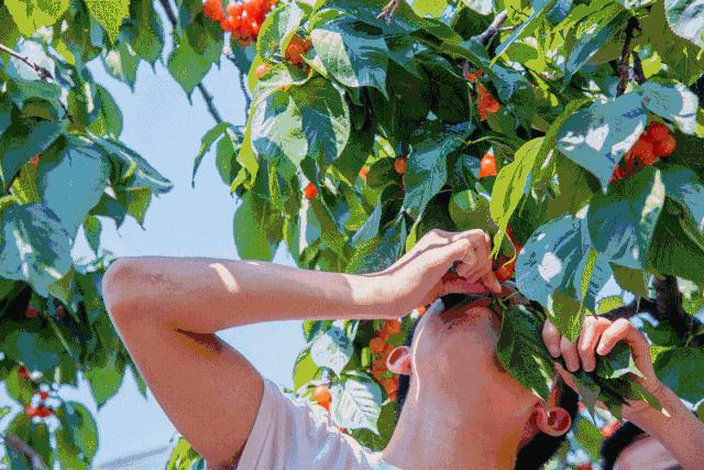 又一年樱桃采摘季,一年一度的大樱桃采摘模式已开启