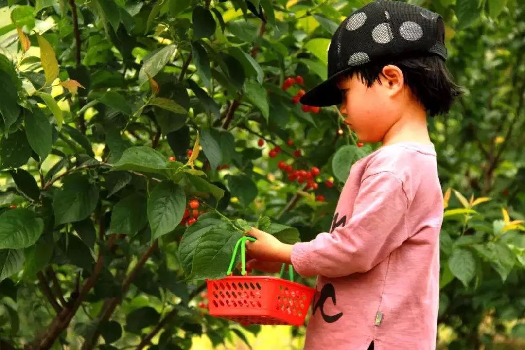 又一年樱桃采摘季,一年一度的大樱桃采摘模式已开启