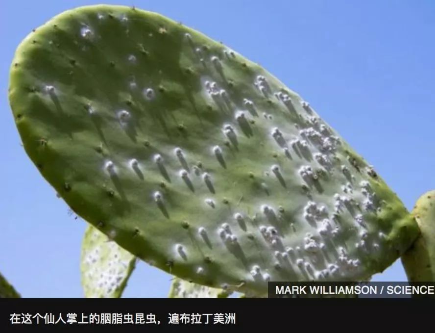 你每抹一次口红，就是在亲吻上万只昆虫尸体？！