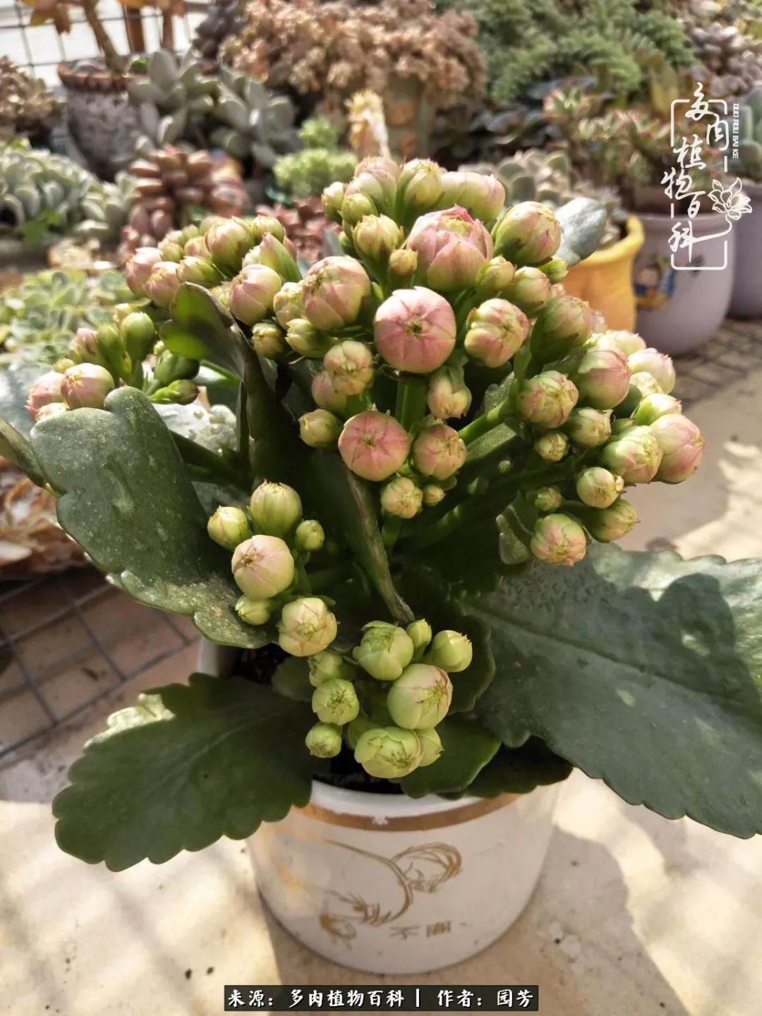 多肉开花最好看最好养前十名,多肉哪个品种开花最好看