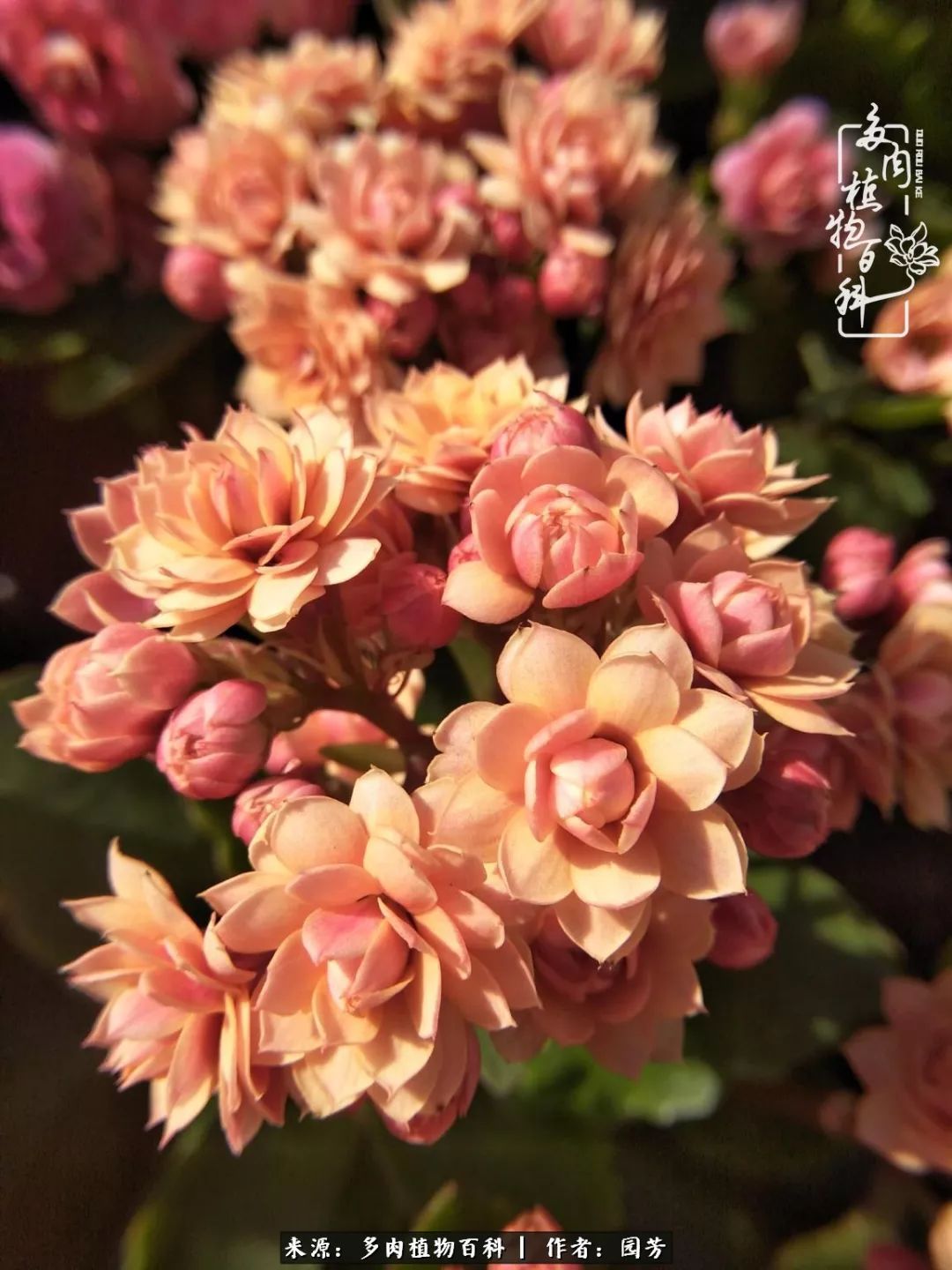 多肉开花最好看最好养前十名,多肉哪个品种开花最好看