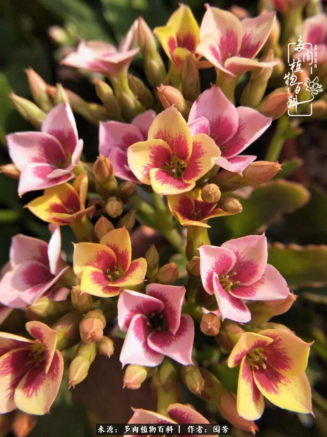 多肉开花最好看最好养前十名,多肉哪个品种开花最好看