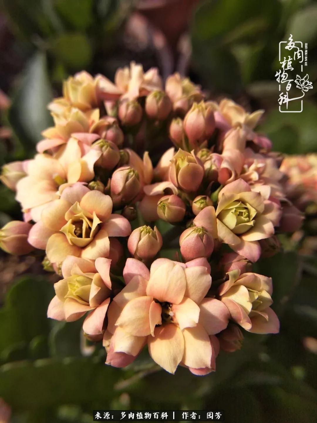 多肉开花最好看最好养前十名,多肉哪个品种开花最好看