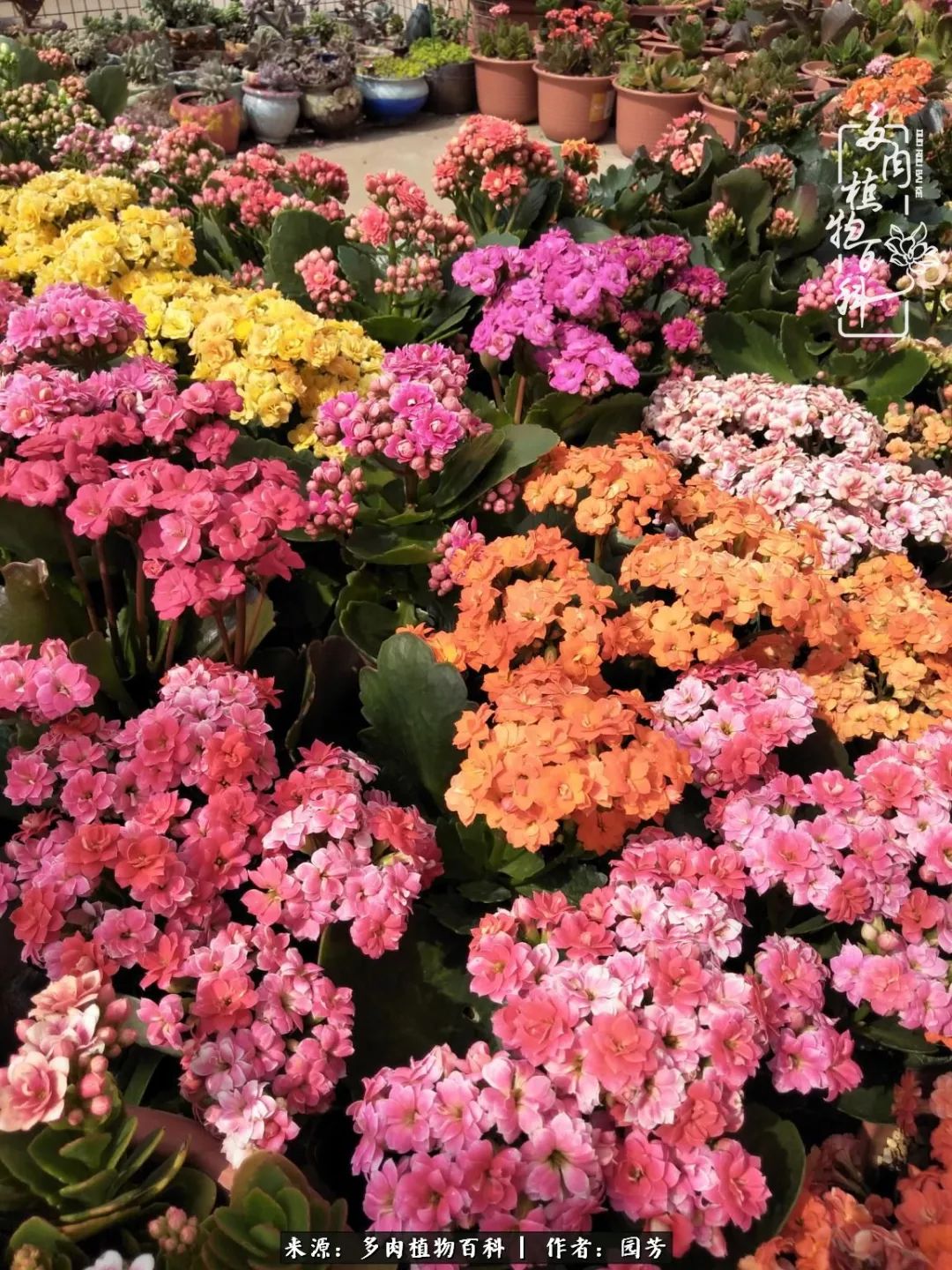 多肉开花最好看最好养前十名,多肉哪个品种开花最好看