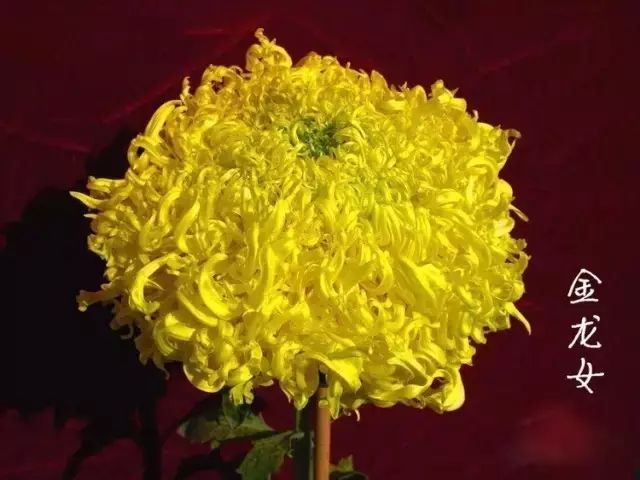 80种最美菊花高清图片,最具欣赏价值的菊花