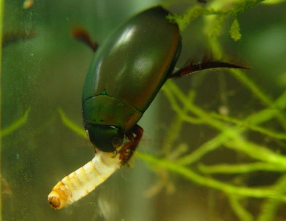 吃虫的怪物,吃虫虫真实视频