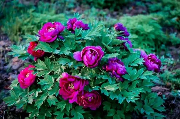 看牡丹何必去洛阳,洛阳看牡丹有多美