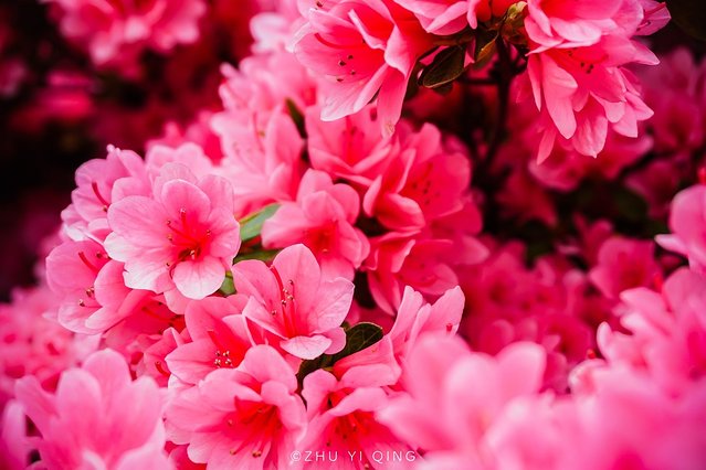 无锡赏花一日游,无锡春日樱花旅游攻略