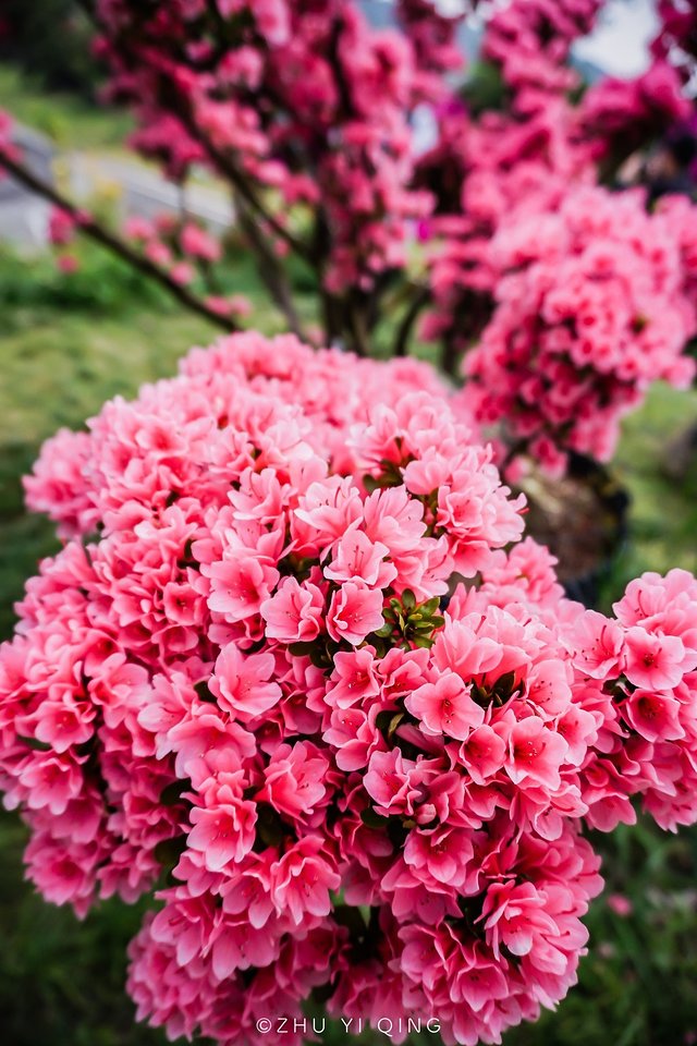 无锡赏花一日游,无锡春日樱花旅游攻略