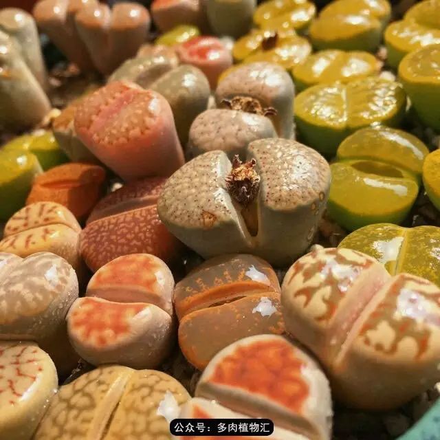 听说这段时间，肉友都在疯狂手撕屁屁？别了吧，再撕屁屁就烂了！