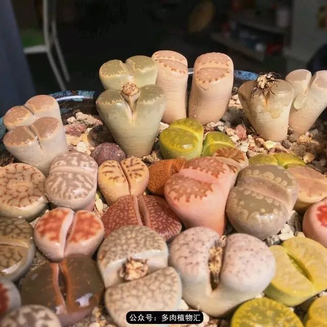 听说这段时间，肉友都在疯狂手撕屁屁？别了吧，再撕屁屁就烂了！