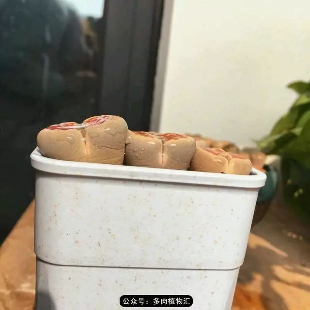 听说这段时间,肉友都在疯狂手撕屁屁?别了吧,再撕屁屁就烂了!