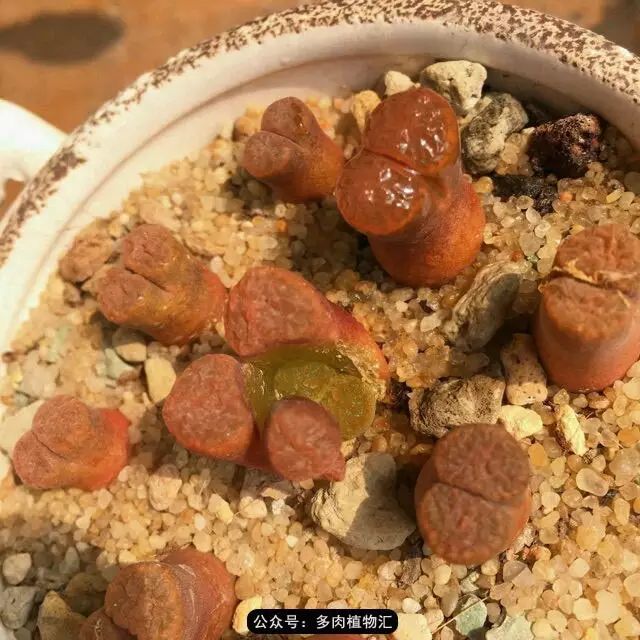 听说这段时间,肉友都在疯狂手撕屁屁?别了吧,再撕屁屁就烂了!