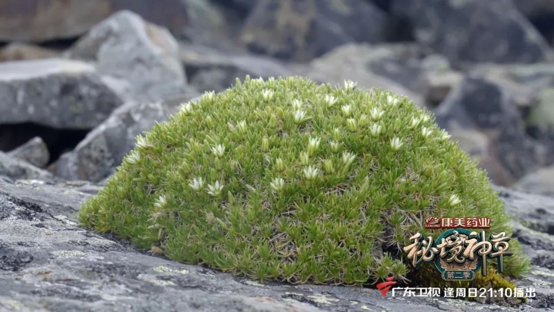 与西兰花相似的东西,什么东西可以代替西蓝花