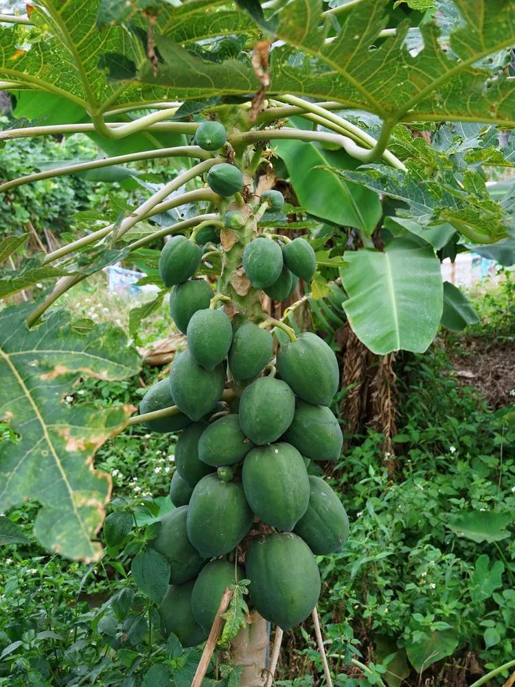 肇庆砚洲岛美景,行摄肇庆