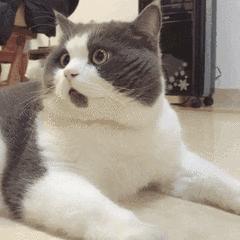 日本最奇葩的审美,日本的诡异审美观