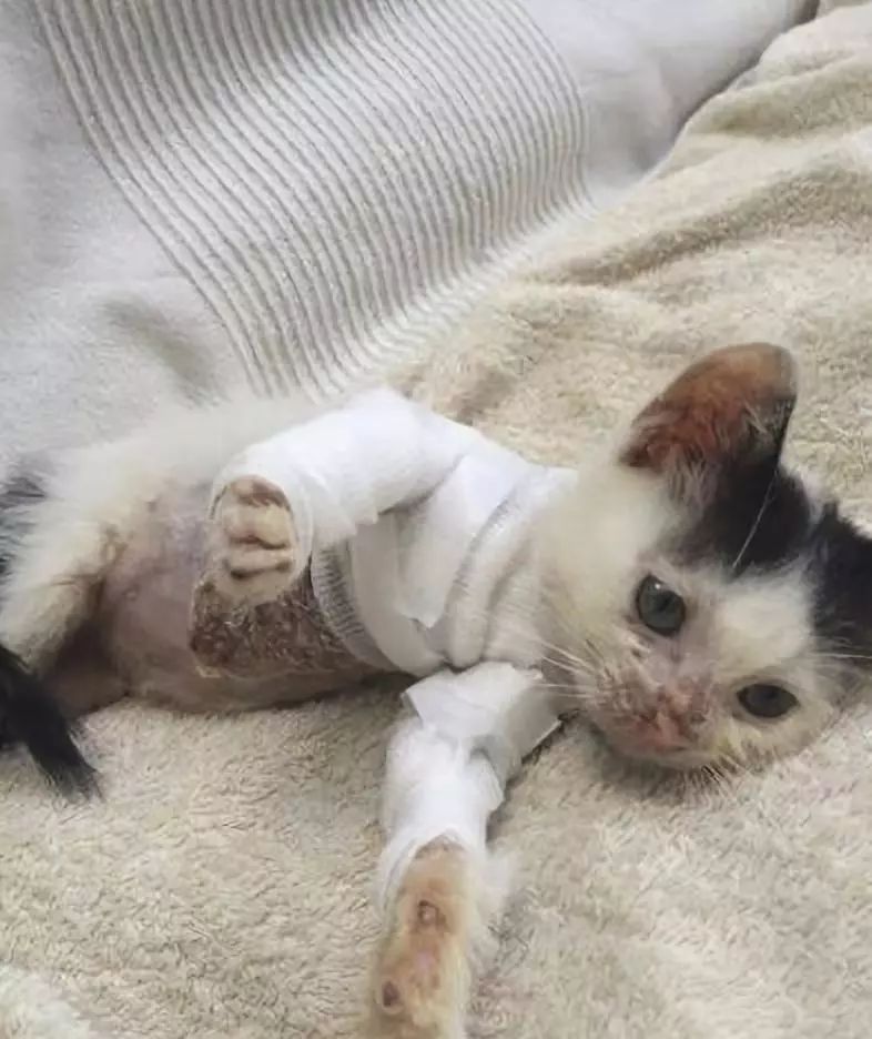 小猫皮肤溃烂被遗弃，新主人不顾病危通知，坚持治疗换来新生！