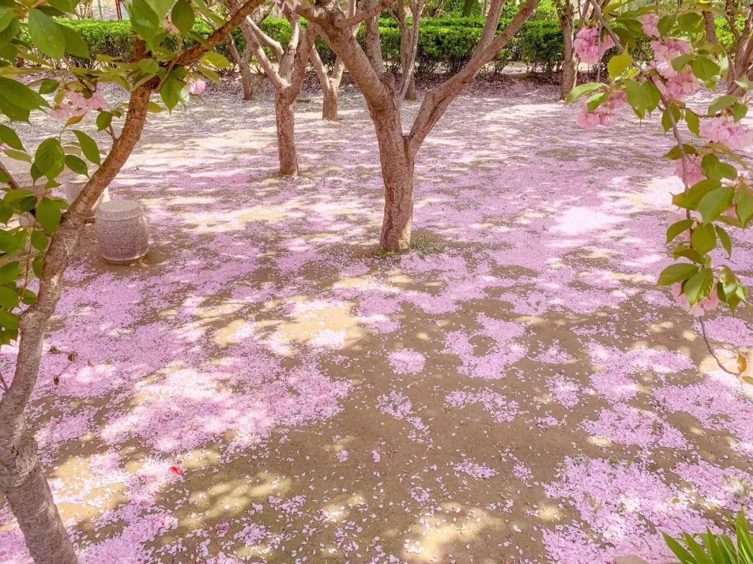 鑱婂煄濮滃牑涔愬洯妯辫姳,鑱婂煄濮滃牑妯辫姳涔愬洯