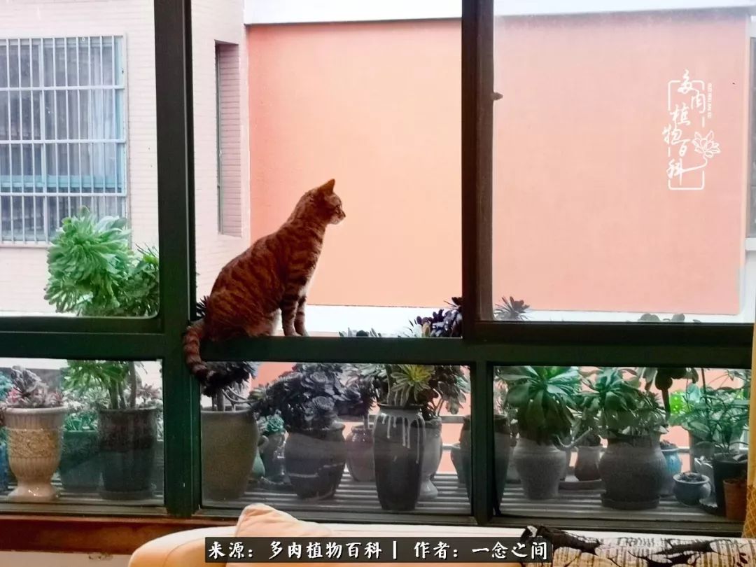 天敌Or天使：多肉与萌宠共处一室，究竟是谁的幸与不幸?