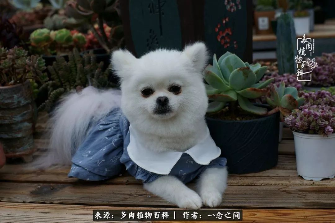 天敌Or天使：多肉与萌宠共处一室，究竟是谁的幸与不幸?