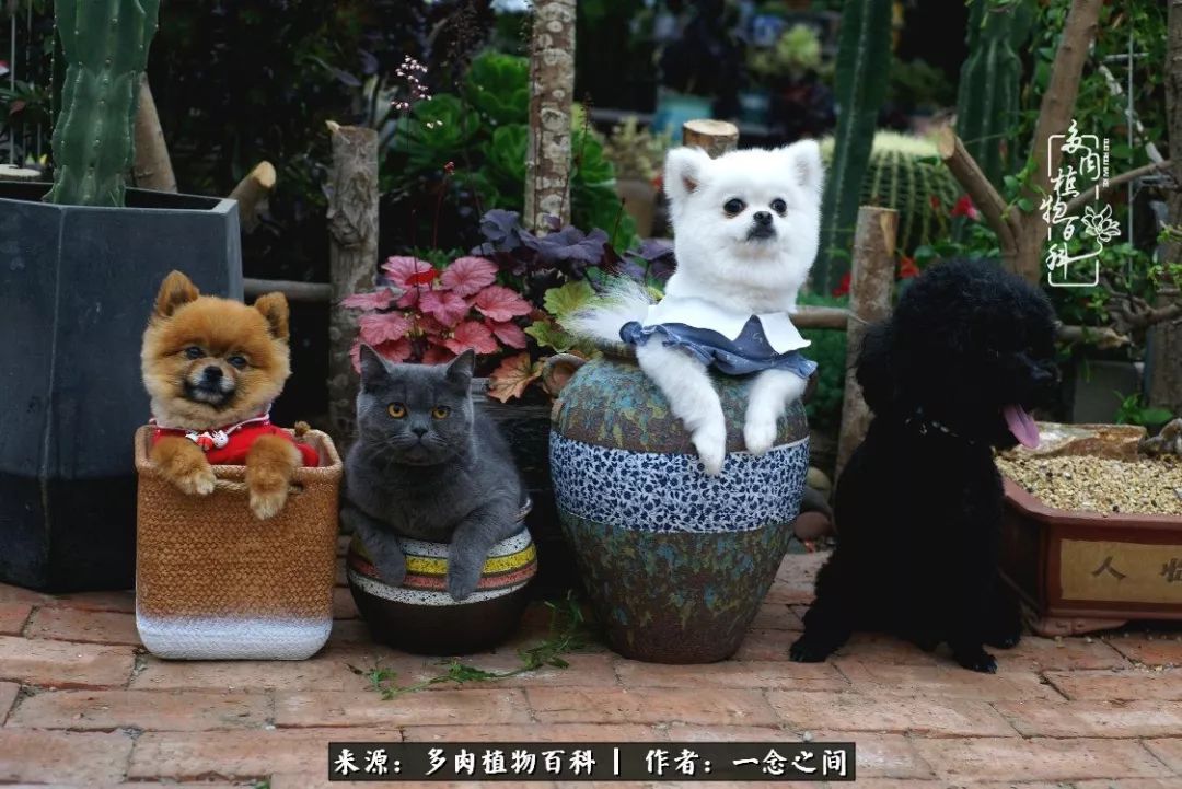 天敌Or天使：多肉与萌宠共处一室，究竟是谁的幸与不幸?