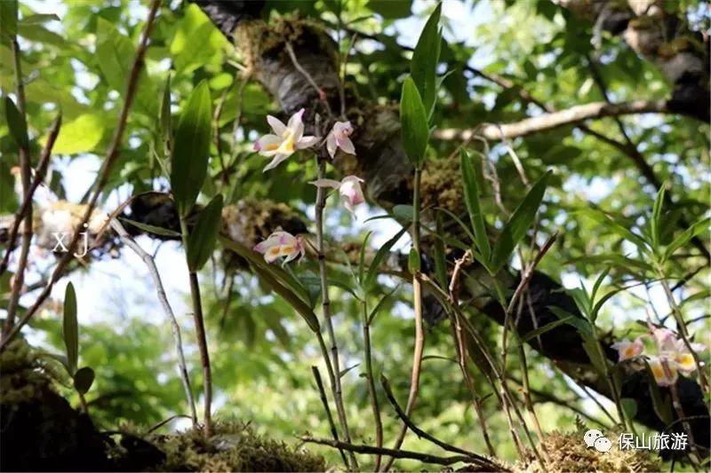 石斛花开等你来,石斛花开惊艳了时光