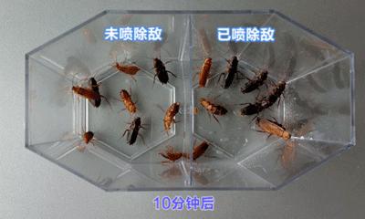 不用喂药！不用追！轻轻喷在它们的必经之路，就能瞬间“制服”！