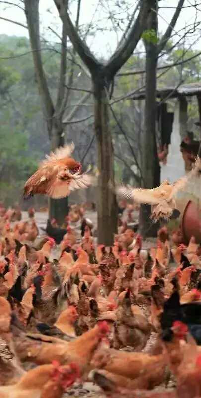 网上出了旅游手撕鸡