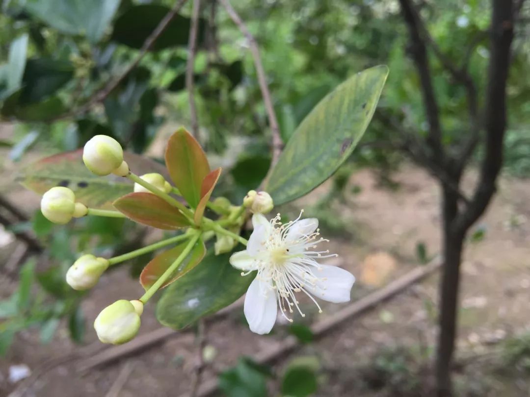 好消息水果特价优惠,广东巴西甜樱桃