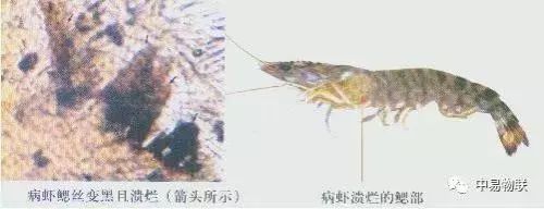 冬棚对虾养殖连续低温阴雨的防控,养殖对虾遇到连续阴雨天气怎么办