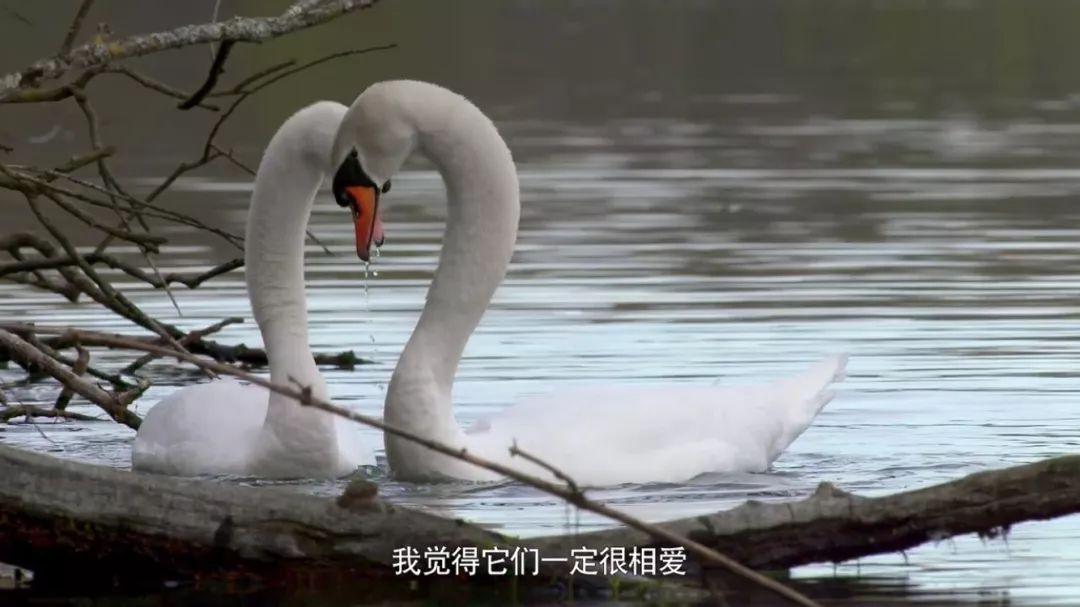 100个早教资源合集,儿童早教外教动画推荐