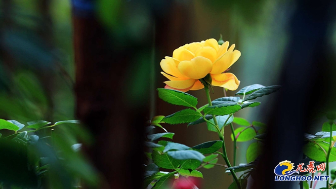 南京玫瑰园开园时间,满园春色关不住郁金香