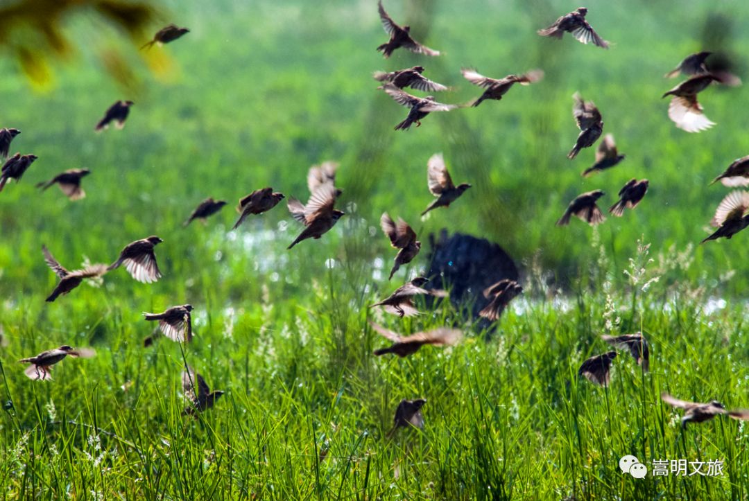 来一场说走就走的旅行来云南看雪,来一场说走就走昆明云南之旅