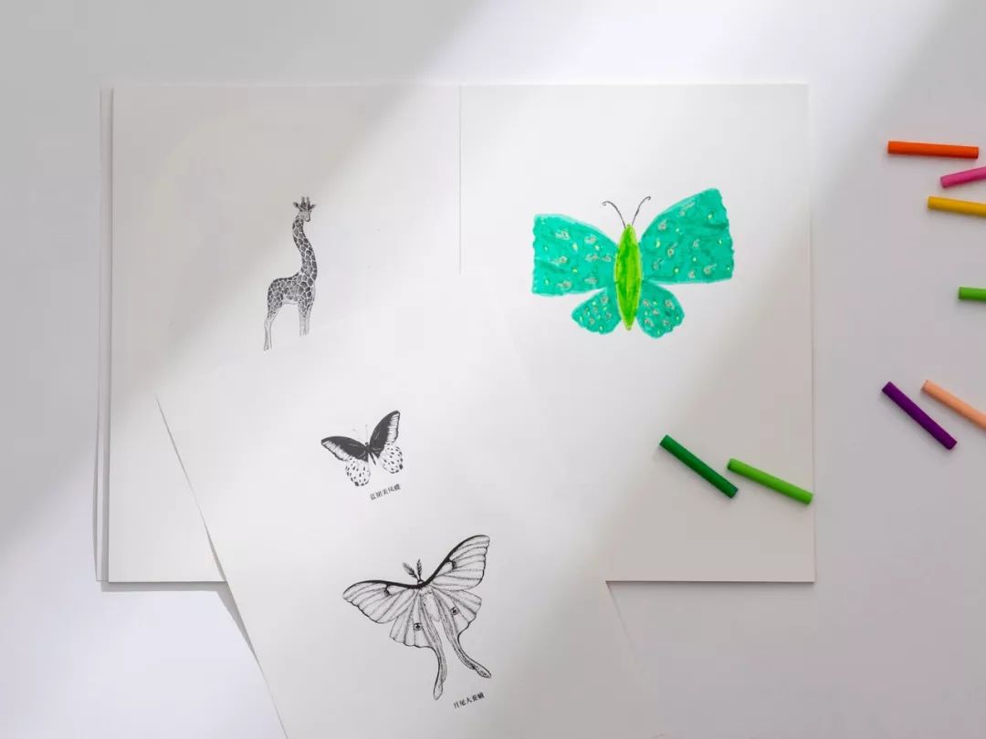 堪称一绝的野生动物画,世界动物画谱