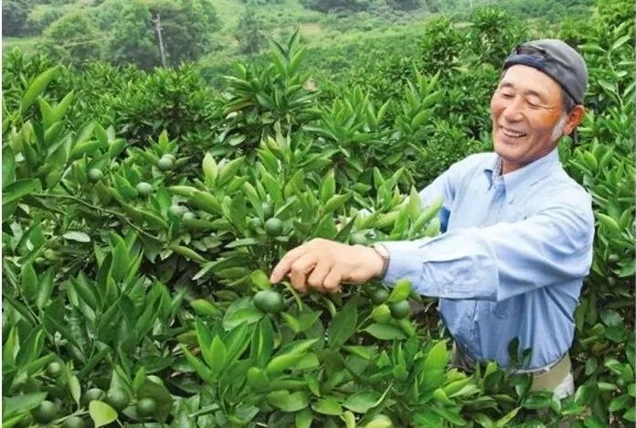 日本防脱生发增发密发育发液,脱发救星防脱育发洗发水