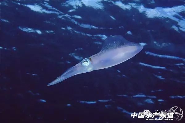 你会区分章鱼鱿鱼墨鱼和乌贼吗,八爪鱼章鱼鱿鱼墨鱼乌贼的区别