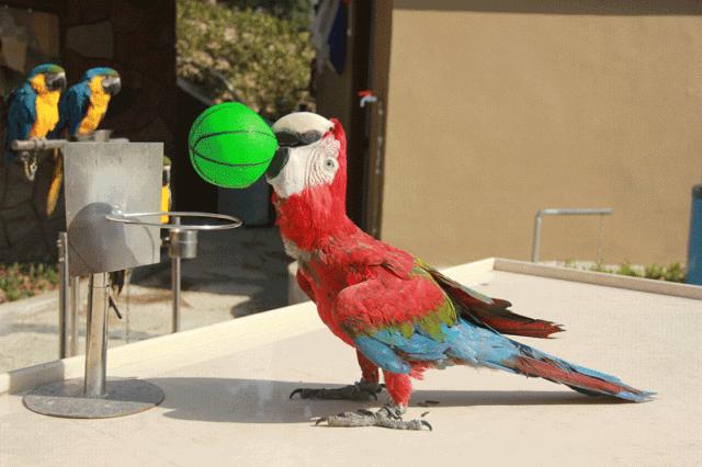 漫游乐动运动嘉年华沧州,漫游乐动运动嘉年华免费